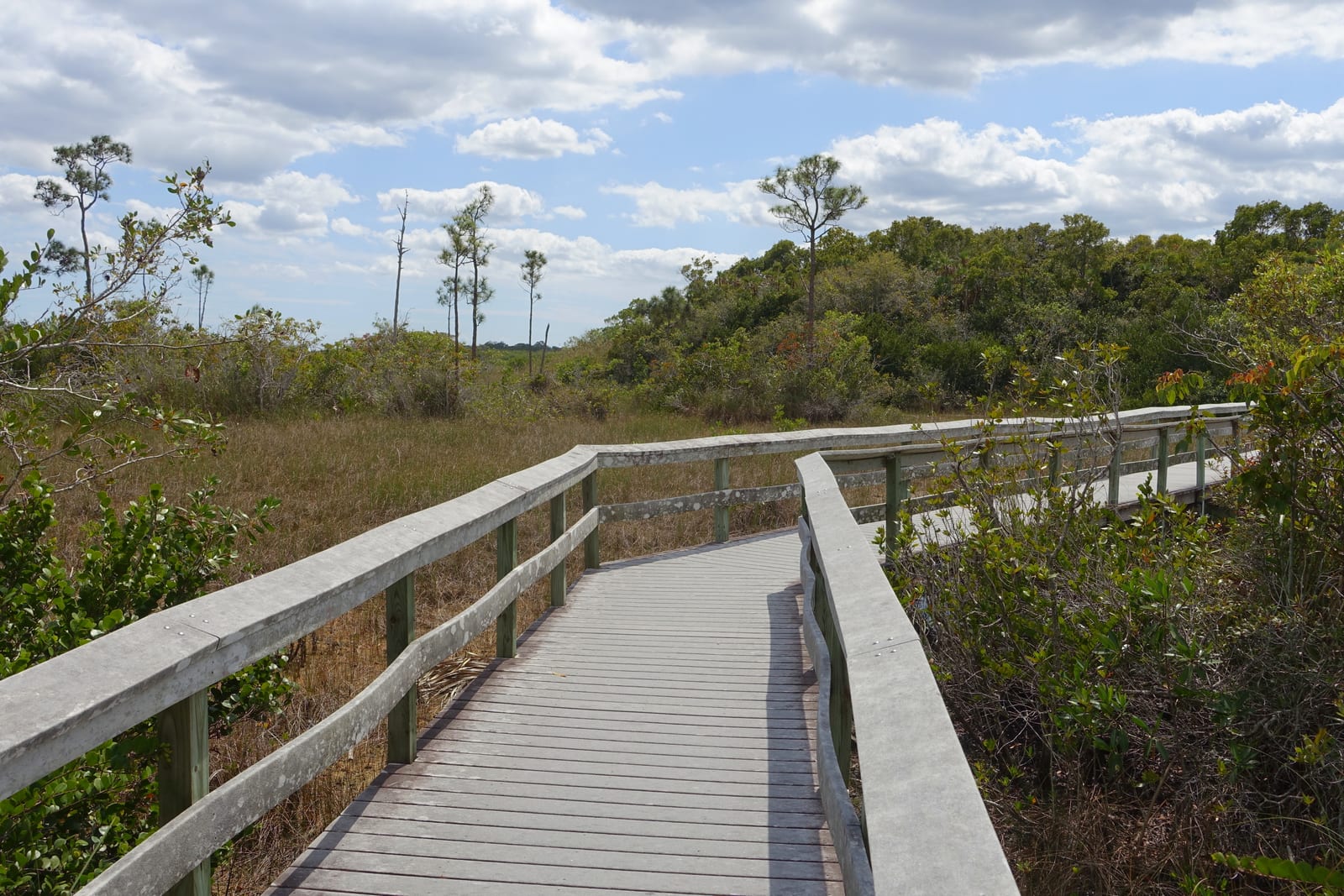 Mahogany Hammock Trail - Everglades National Park