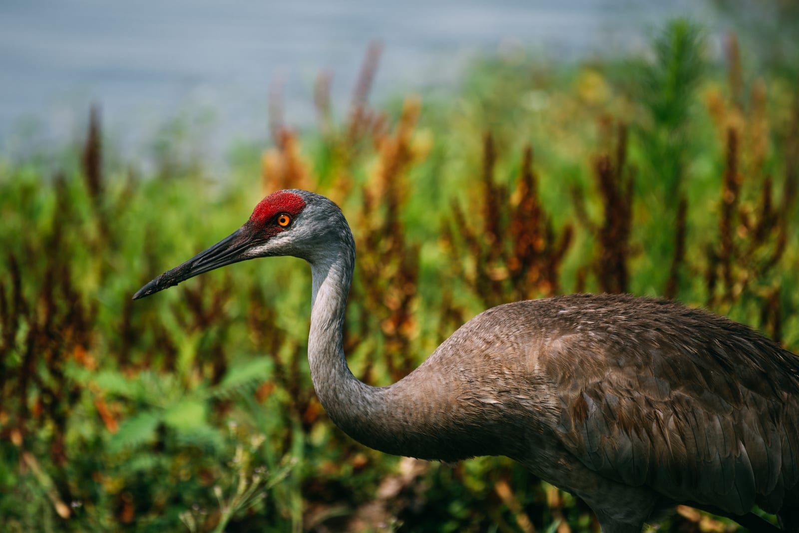 Florida sandhill crane 1