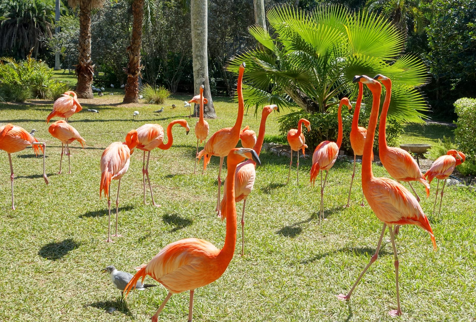 Flamingos - Sarasota Jungle Gardens - Sarasota, Florida