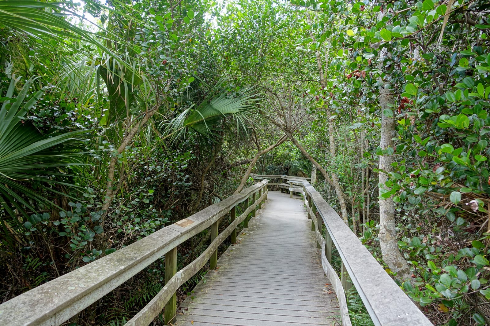 Mahogany Hammock Trail - Everglades National Park