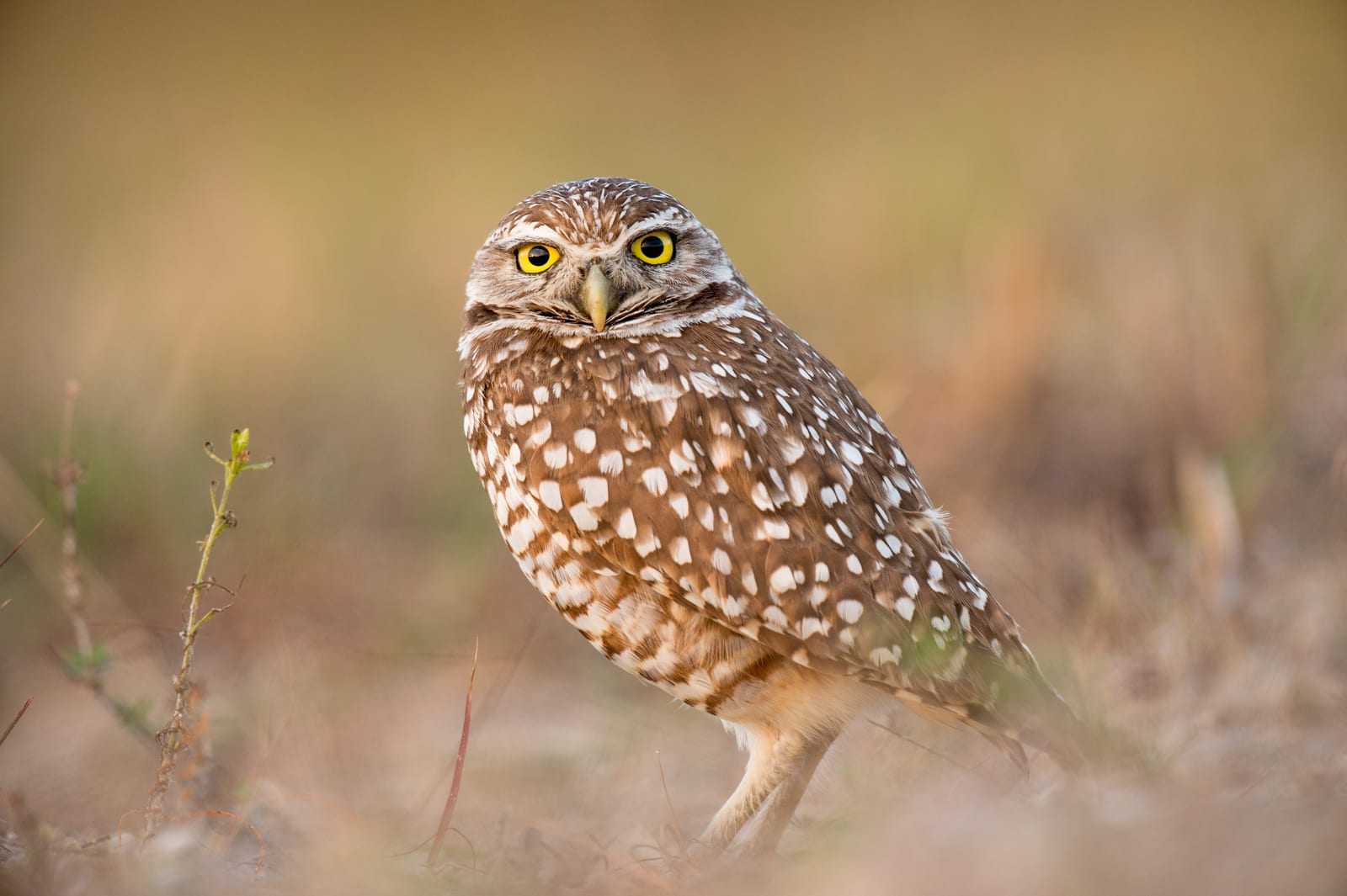 Alert Owl