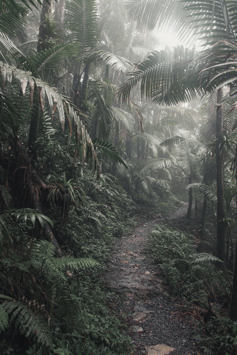 Camino del Yunque