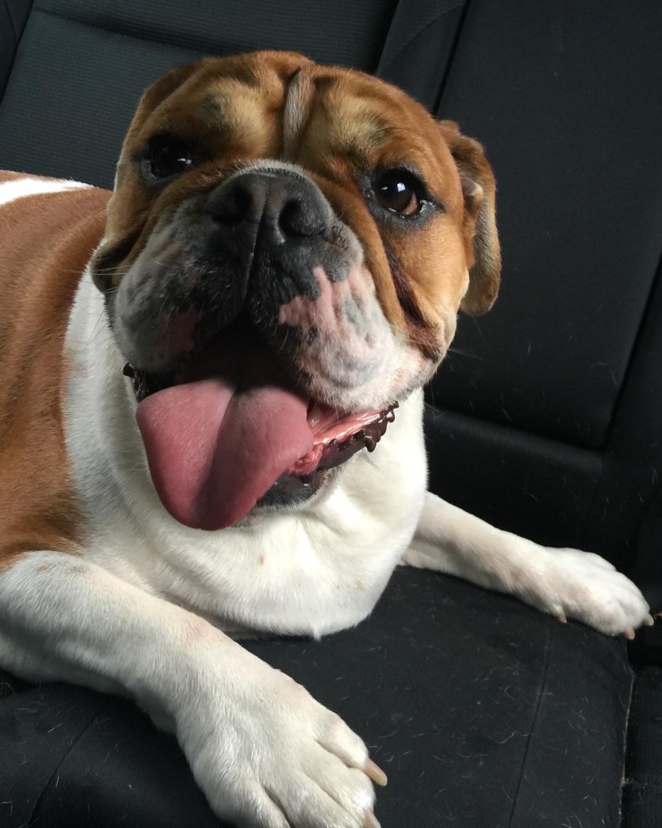 Ozzie a "Red" Old English Bulldog, the CanvasFab mascot who passed in march 2026.